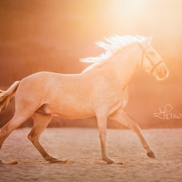 Żaneta Tarnowska Artistry - Palomino koń w galopie na piaszczystym terenie, uchwycony w złotym świetle zachodzącego słońca, z widocznym podpisem fotografa w prawym dolnym rogu.