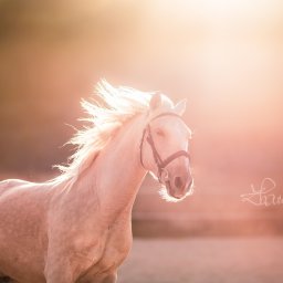 Żaneta Tarnowska Artistry - Palomino koń z rozwianą grzywą w kontraście z promieniami zachodzącego słońca, lekko przymknięte oczy, brązowy kantar, podpis fotografa w prawym dolnym rogu.
