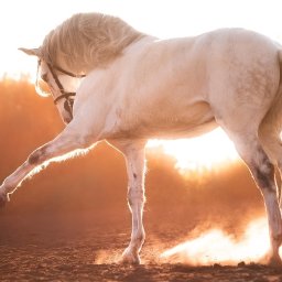 Żaneta Tarnowska Artistry - Biały koń andaluzyjski w dynamicznej pozie, unoszący przednią nogę, z rozwianą grzywą i ogonem, w kontraście z ciepłym światłem zachodzącego słońca i kurzem unoszącym się z ziemi.
