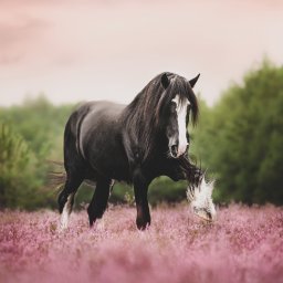 Żaneta Tarnowska Artistry - Czarny koń rasy Gypsy Vanner z białą strzałką na czole, stojący na fioletowym wrzosowisku, z podniesioną nogą i widoczną podkową, na tle drzew i różowego nieba.