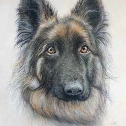 Żaneta Tarnowska Artistry - Portret psa rasy owczarek niemiecki narysowany kredkami na papierze, widoczne detale sierści i brązowe oczy.