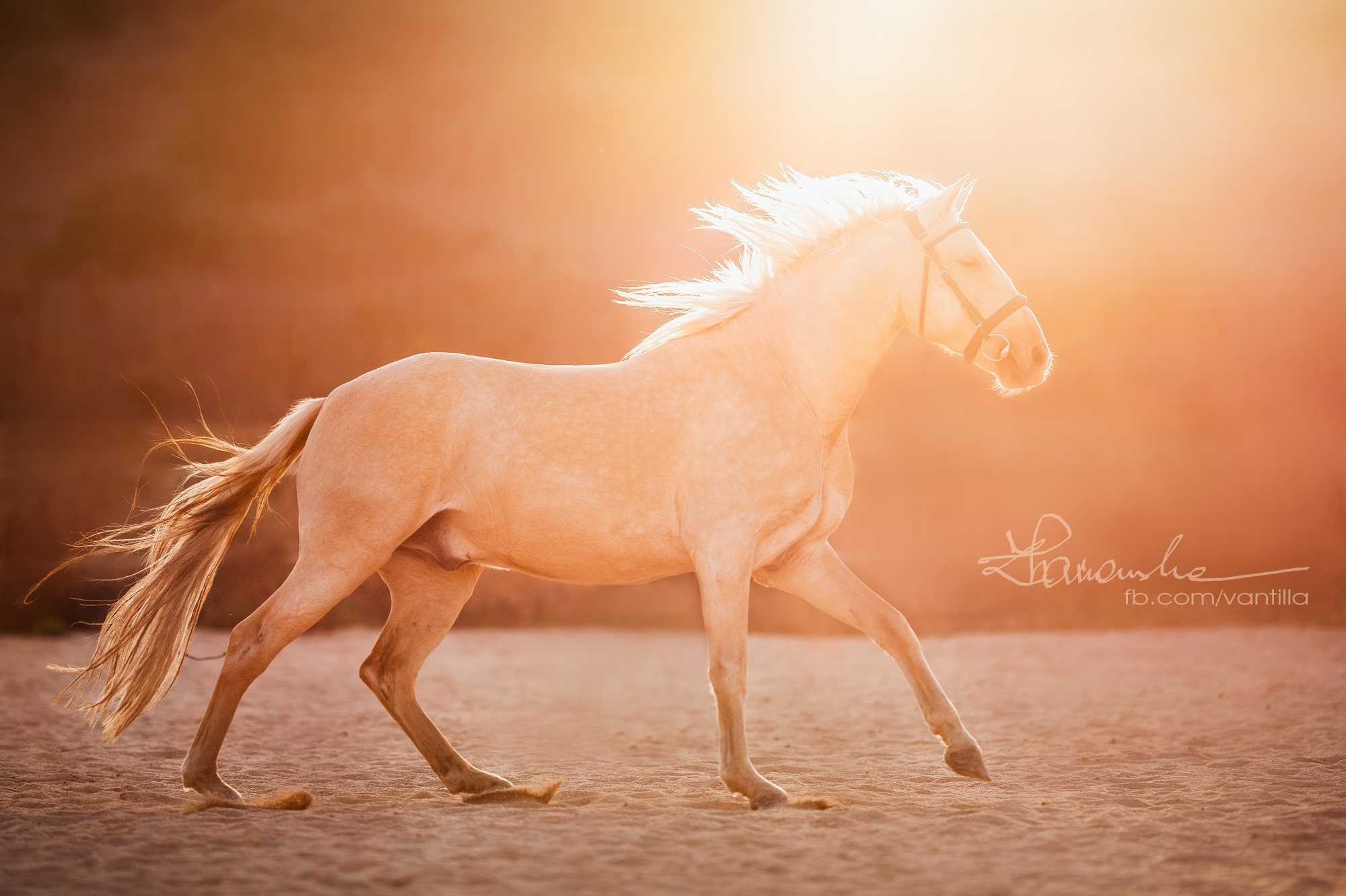 Palomino koń w galopie na piaszczystym terenie, uchwycony w złotym świetle zachodzącego słońca, z widocznym podpisem fotografa w prawym dolnym rogu.