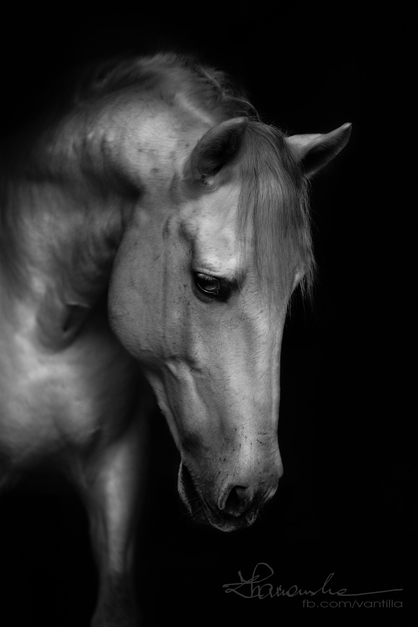 Portret konia w czerni i bieli, skierowany w dół, z widoczną subtelną fakturą sierści i delikatnym oświetleniem podkreślającym rysy pyska.