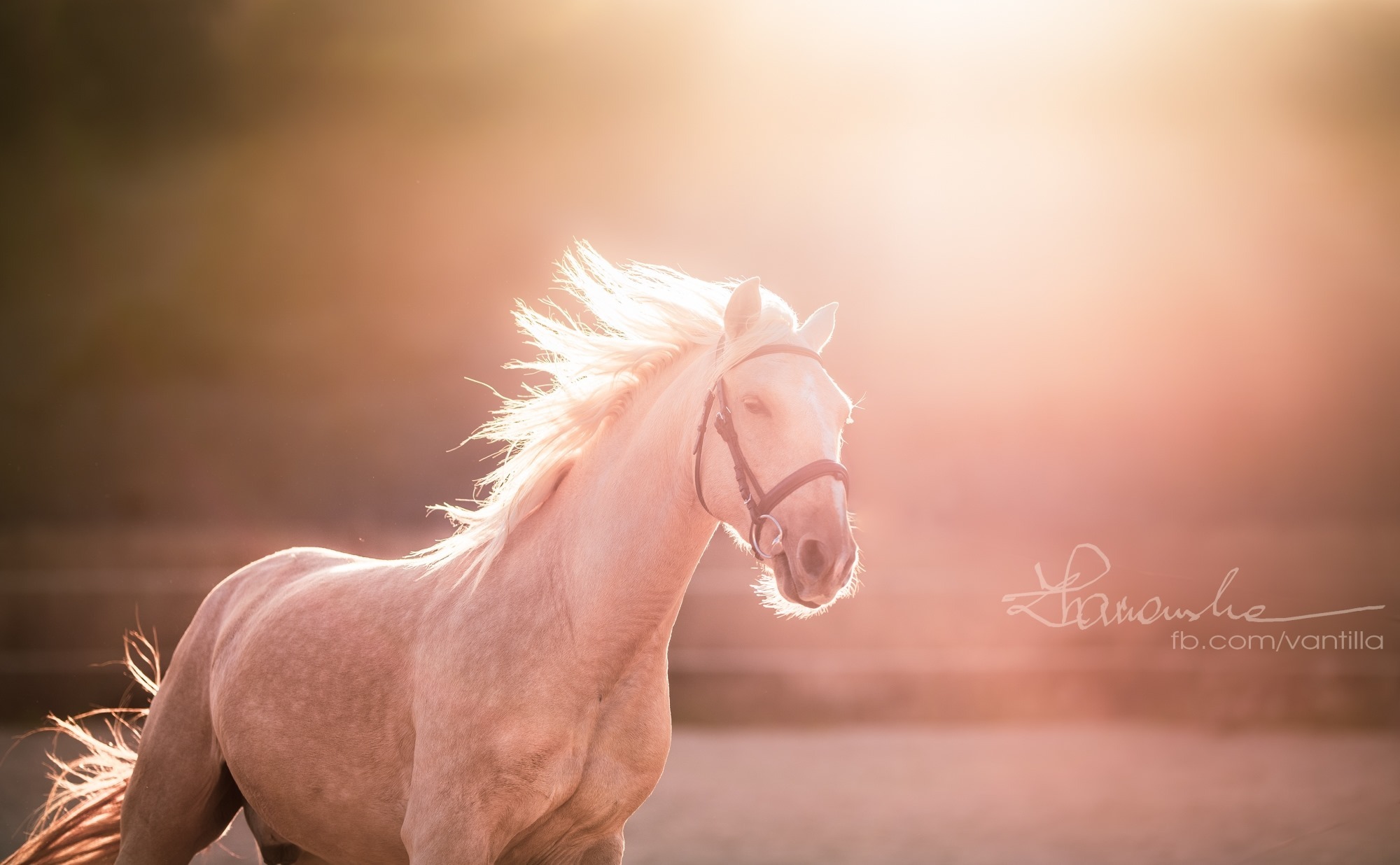 Palomino koń z rozwianą grzywą w kontraście z promieniami zachodzącego słońca, lekko przymknięte oczy, brązowy kantar, podpis fotografa w prawym dolnym rogu.