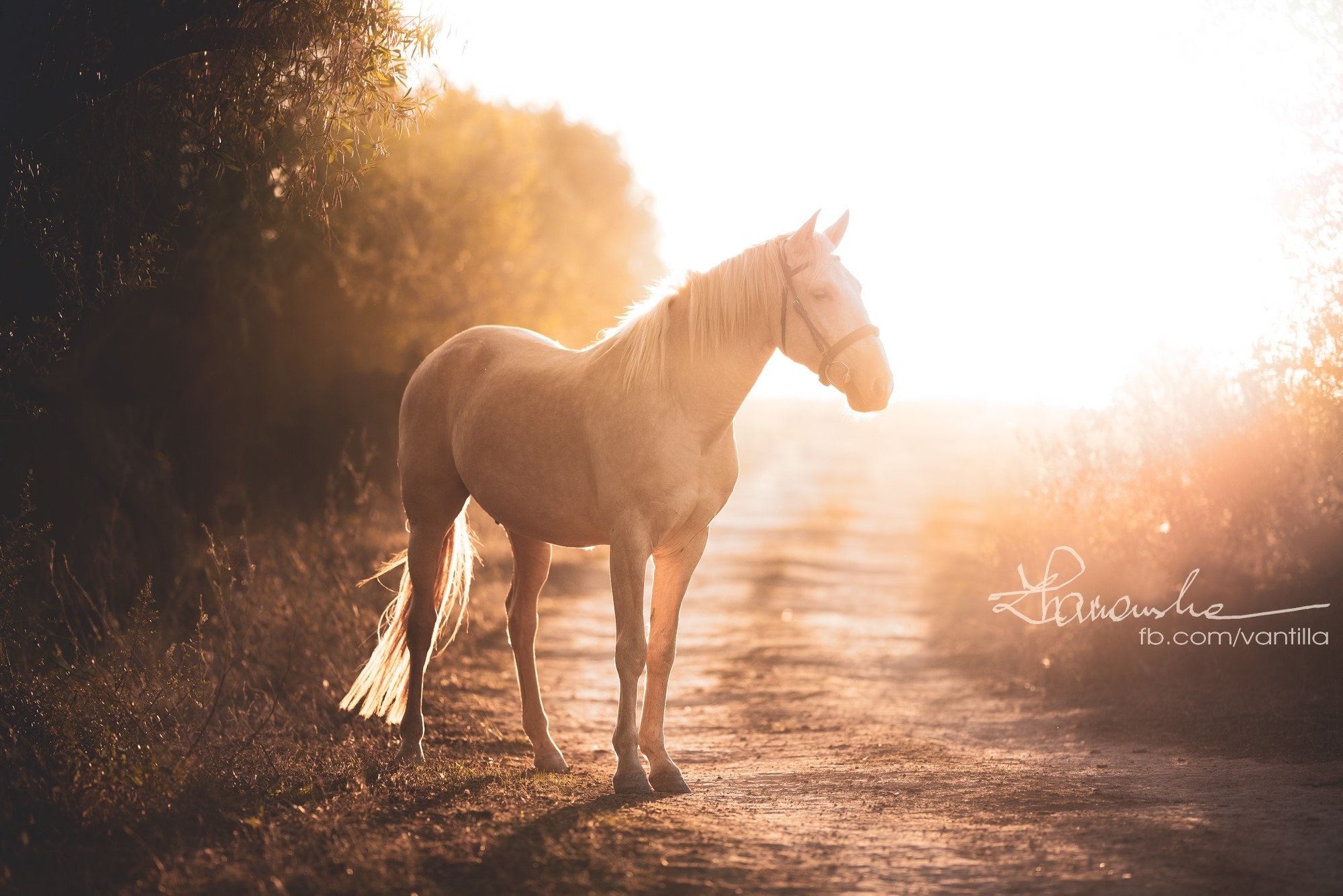 Kremowy koń z jasną grzywą stoi na polnej drodze w promieniach zachodzącego słońca, z widocznym podpisem fotografa w prawym dolnym rogu.