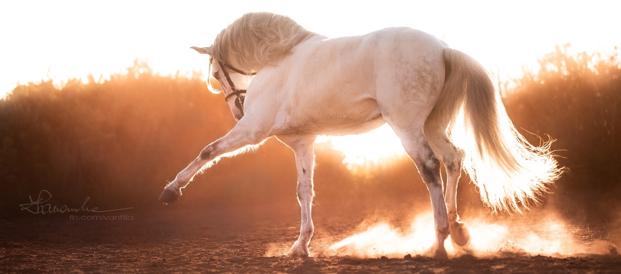 Biały koń andaluzyjski w dynamicznej pozie, unoszący przednią nogę, z rozwianą grzywą i ogonem, w kontraście z ciepłym światłem zachodzącego słońca i kurzem unoszącym się z ziemi.