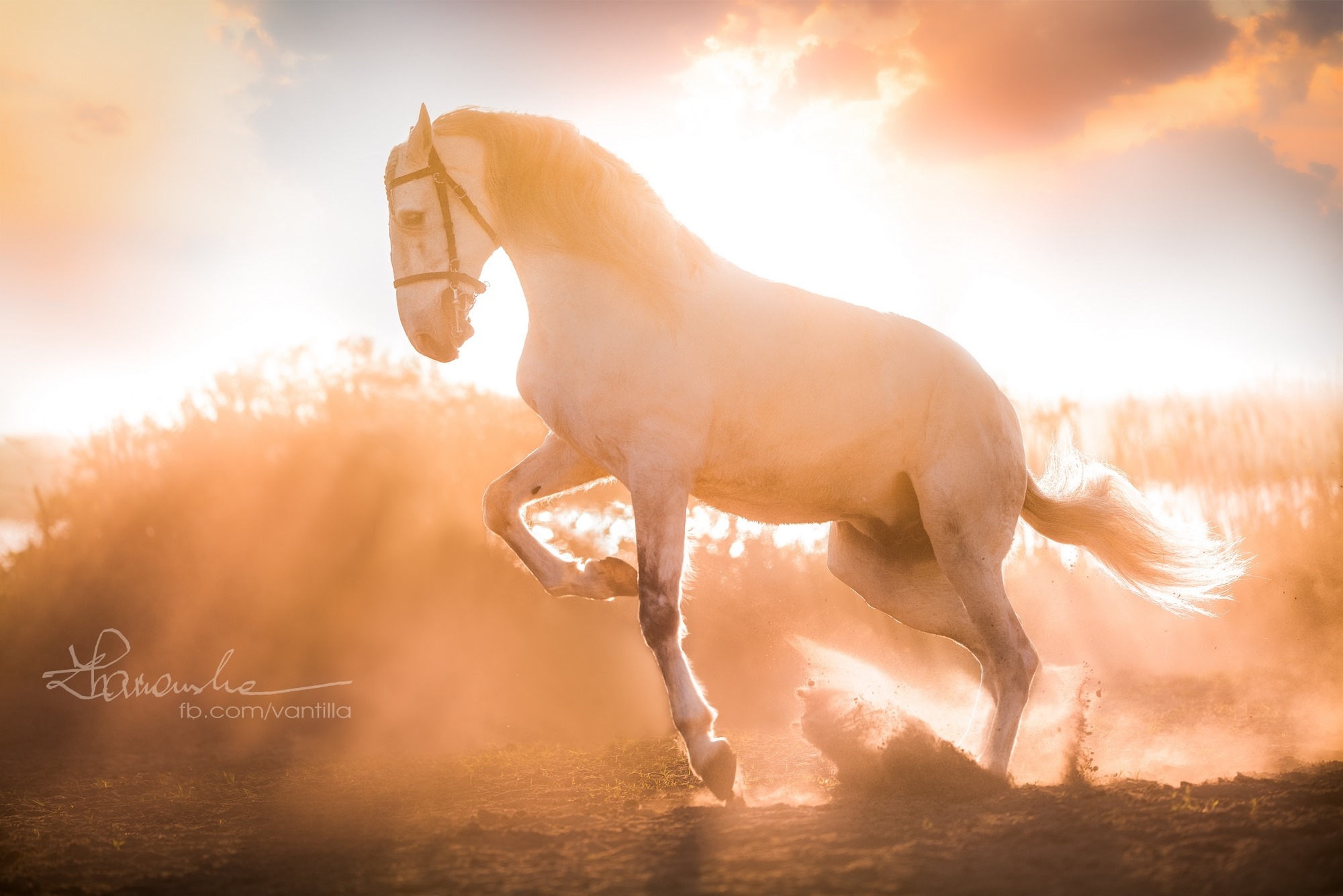 Biały koń w galopie na tle zachodzącego słońca, unoszący tumany kurzu, z widocznym uprzężem.