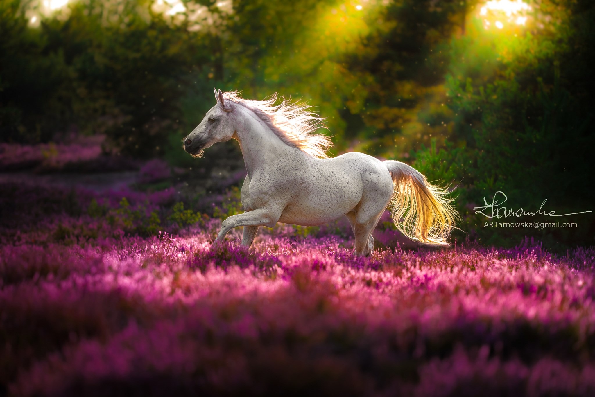 Biały koń rasy arabskiej galopuje przez pole kwitnącego wrzosu w promieniach zachodzącego słońca, z widocznym podpisem fotografa w prawym dolnym rogu.