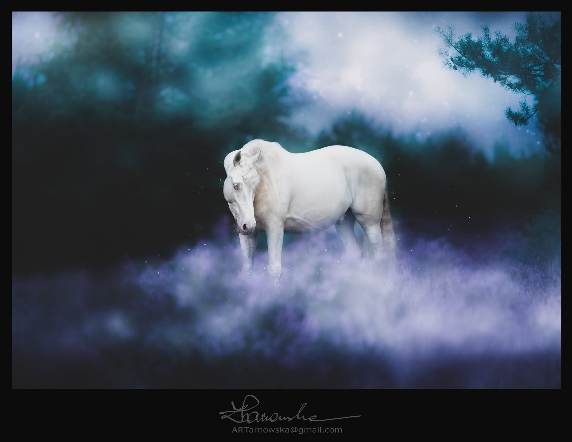 Biały koń rasy Pinto stojący w fioletowej mgle na tle ciemnego lasu, artystyczne oświetlenie, podpis autora zdjęcia w dolnej części kadru.