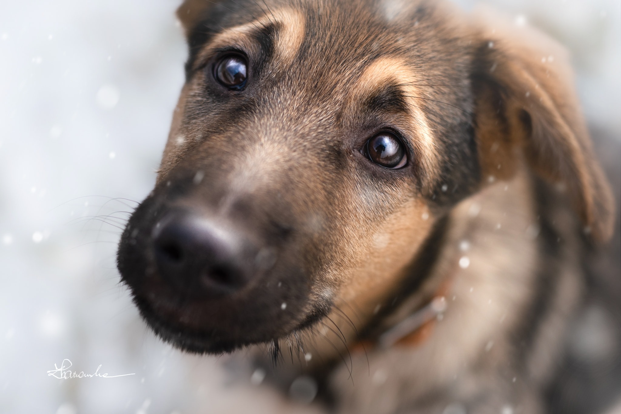 Portret szczeniaka z bliska, z wyrazistymi, brązowymi oczami skierowanymi ku górze, na rozmytym, jasnym tle z efektem bokeh.
