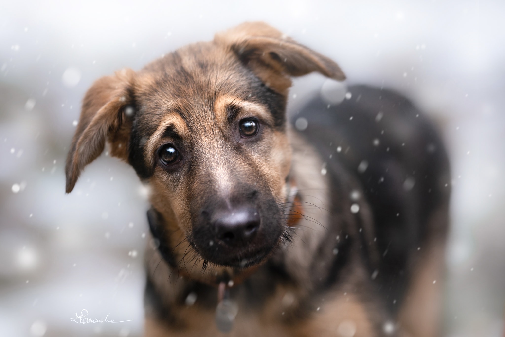 Portret szczeniaka owczarka niemieckiego z brązowym umaszczeniem, lekko przekrzywiona głowa, patrzący w obiektyw na tle padającego śniegu.