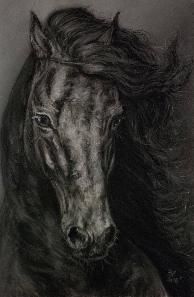 Portret konia fryzyjskiego wykonany techniką węgla na szarym tle, z widocznymi detalami sierści i grzywy.