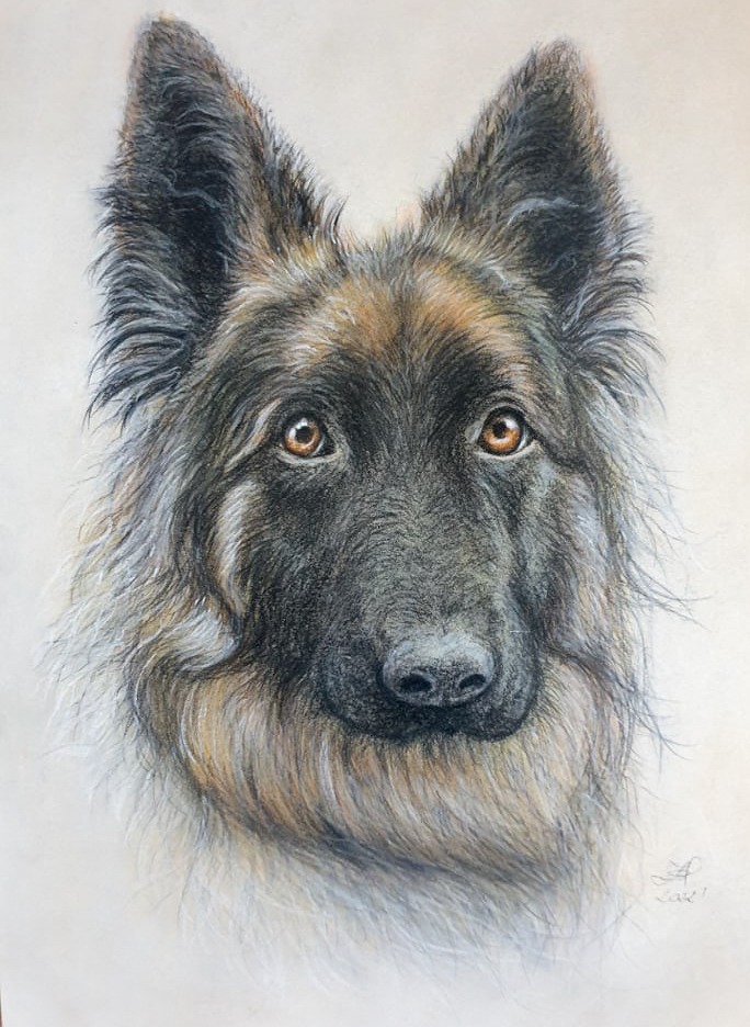 Portret psa rasy owczarek niemiecki narysowany kredkami na papierze, widoczne detale sierści i brązowe oczy.
