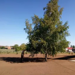 Przygotowanie terenu pod trawnik: mężczyzna grabi wyrównaną ziemię wokół brzozy, w tle zabudowania gospodarcze i błękitne niebo.
