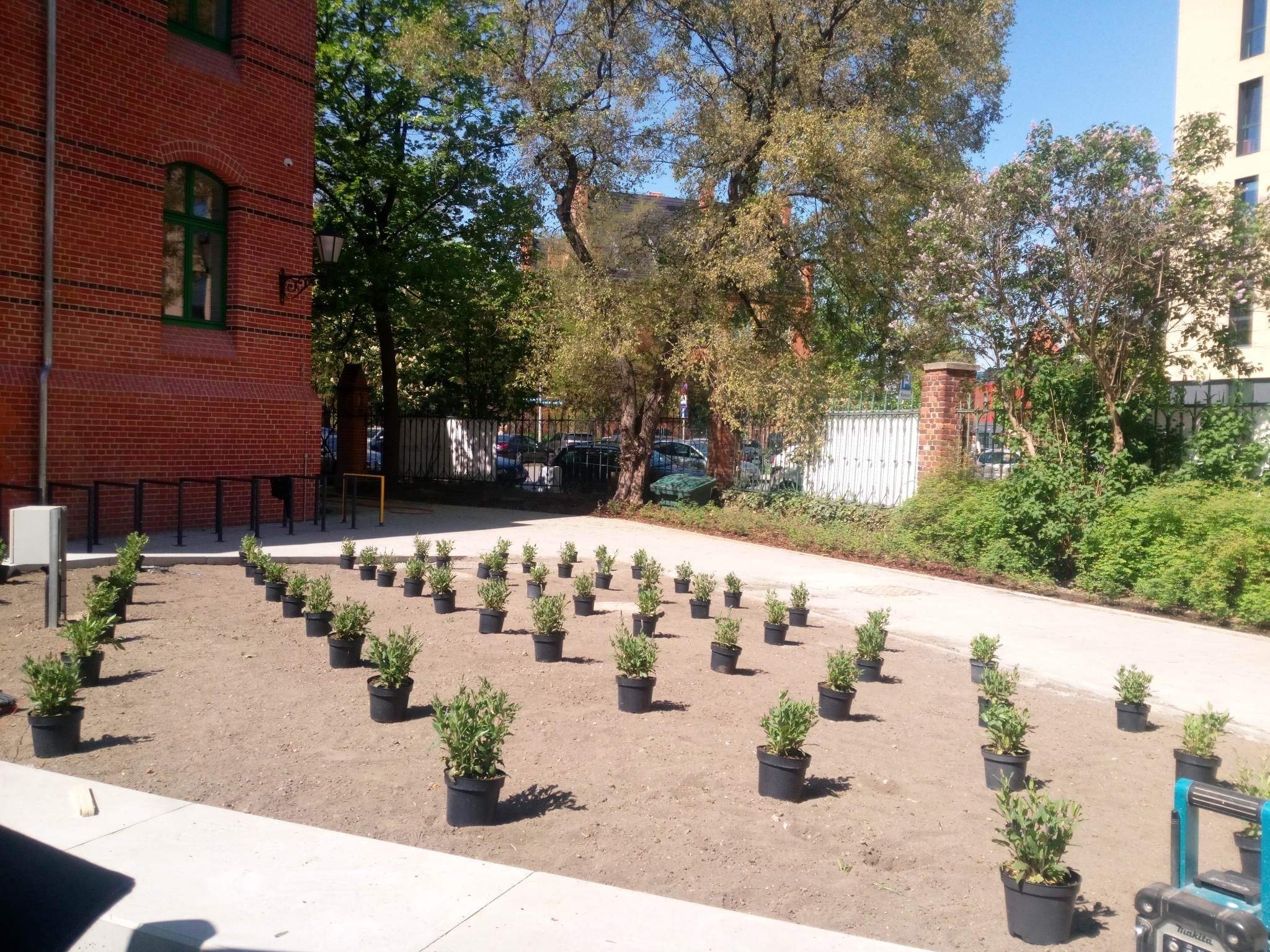 Przygotowany teren pod nasadzenia: rzędy sadzonek w czarnych doniczkach na ziemi, budynek z czerwonej cegły w tle, widoczny fragment chodnika i narzędzia.