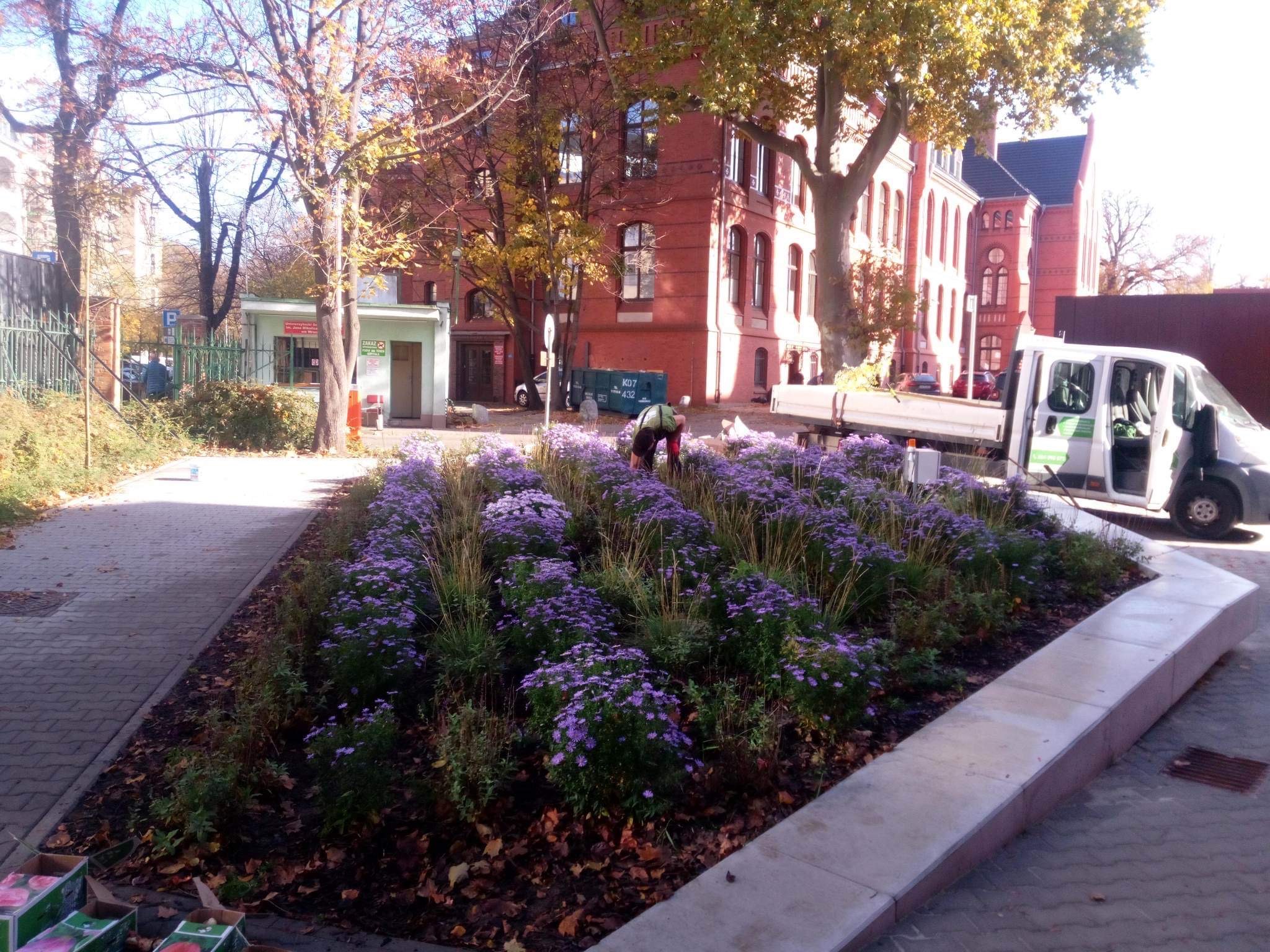 Klomb z fioletowymi kwiatami i trawami ozdobnymi, świeżo zasadzony na tle ceglanego budynku i zaparkowanego samochodu dostawczego, pracownik w trakcie pielęgnacji roślin.