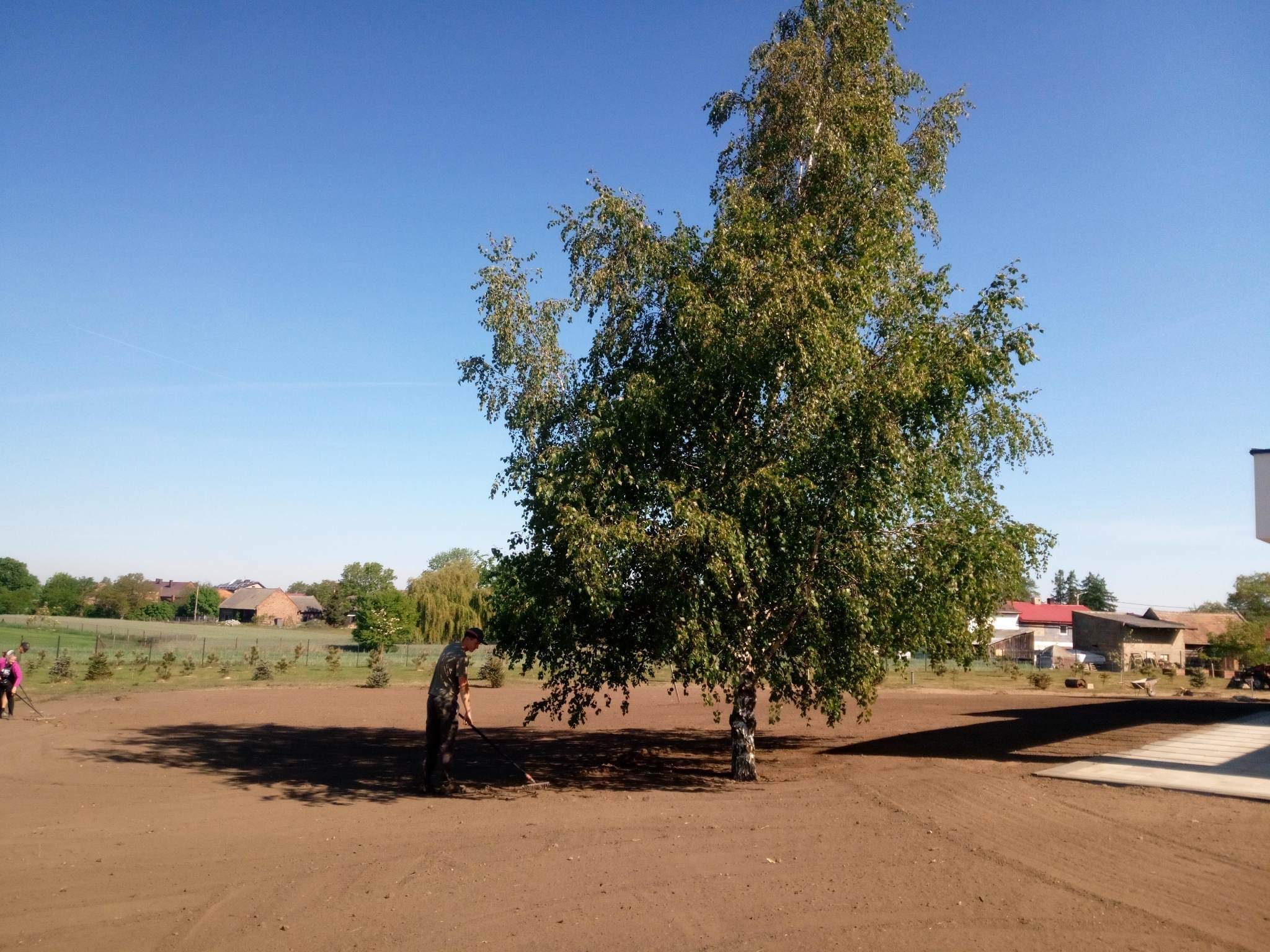 Przygotowanie terenu pod trawnik: mężczyzna grabi wyrównaną ziemię wokół brzozy, w tle zabudowania gospodarcze i błękitne niebo.