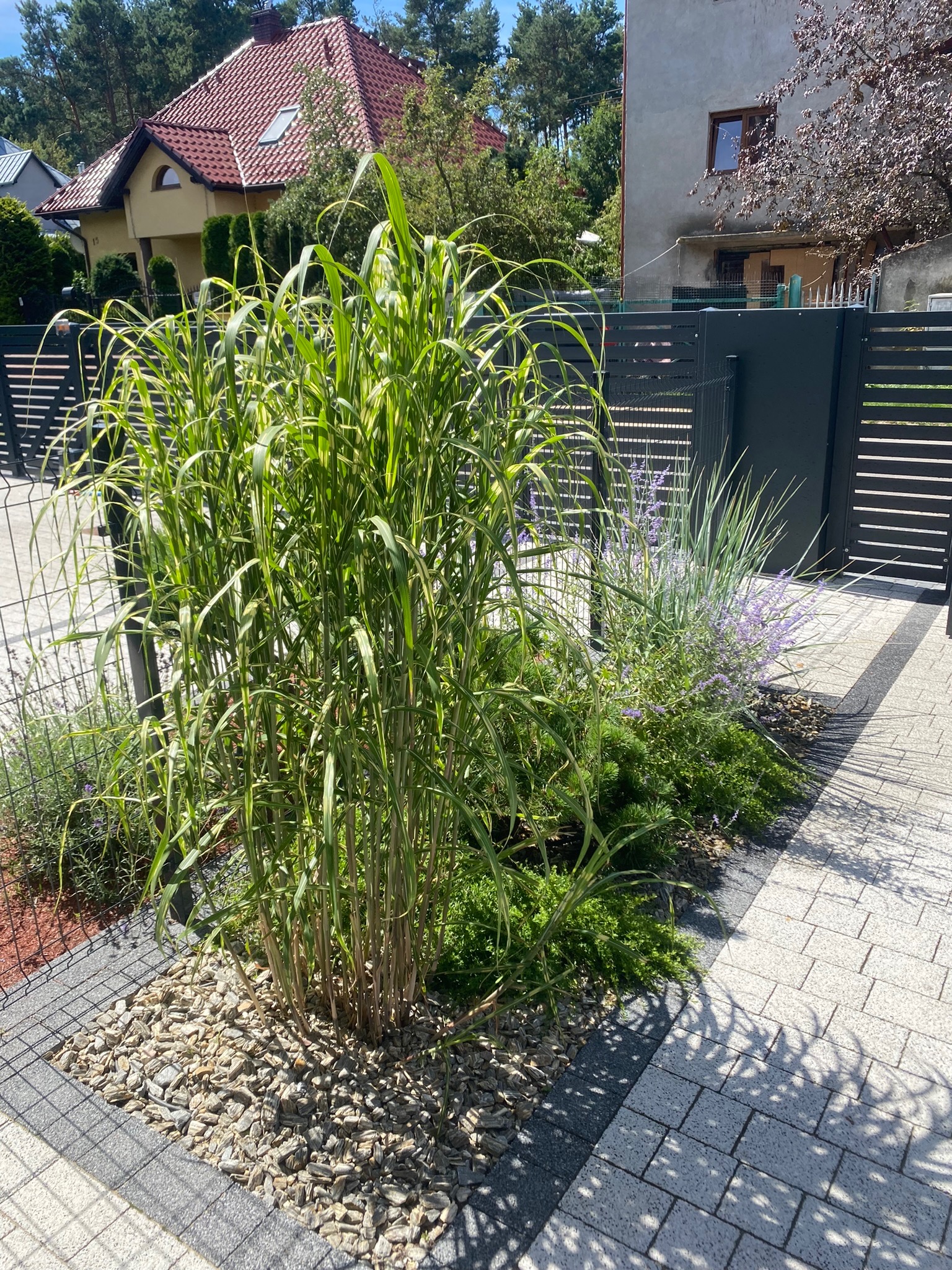 Kompozycja roślin ozdobnych: wysoka trawa pampasowa w otoczeniu kamieni, niskie krzewy z fioletowymi kwiatami, obrzeża z kostki brukowej, nowoczesne ogrodzenie panelowe w tle.