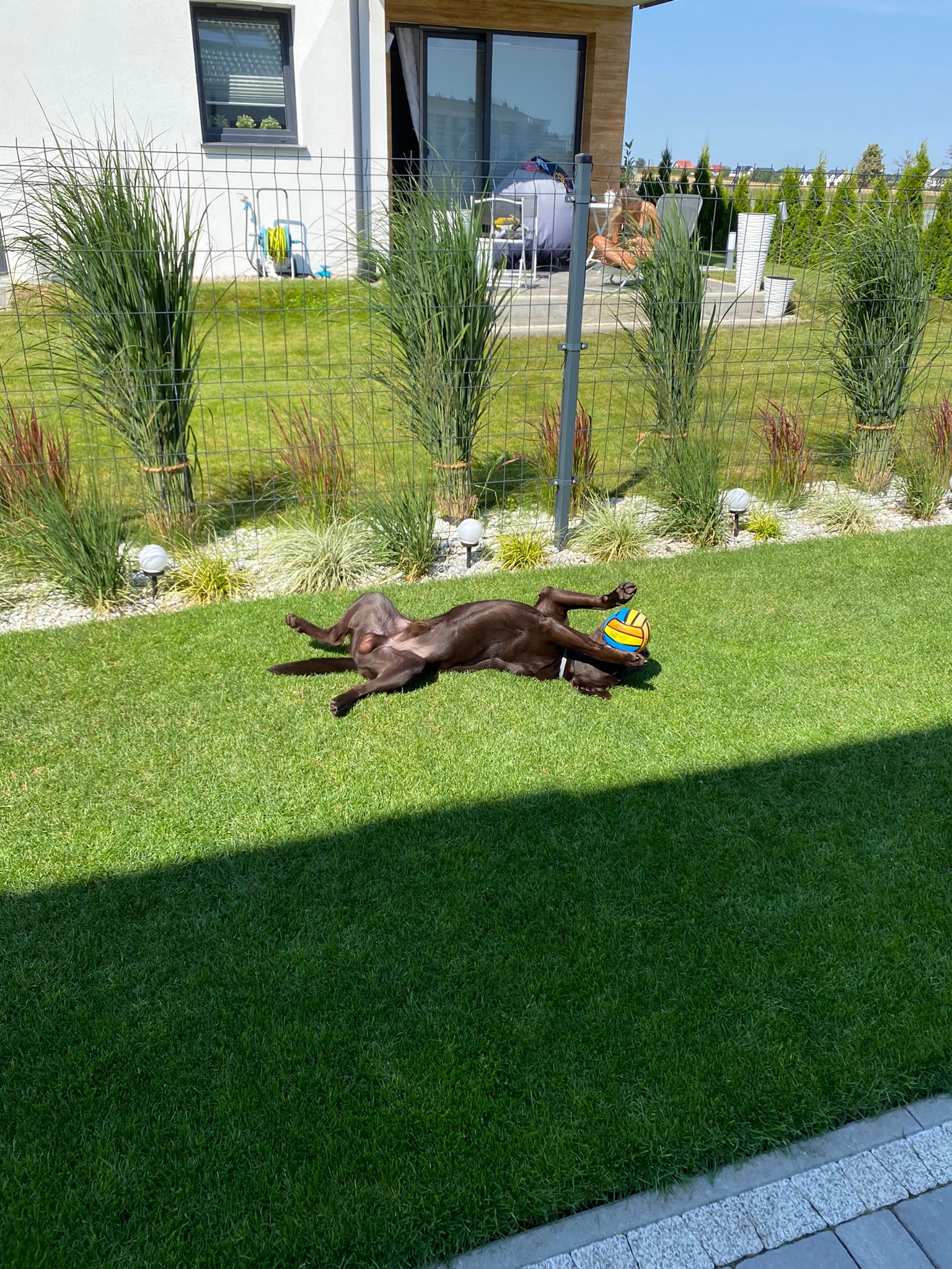 Czekoladowy labrador leży na plecach na idealnie przystrzyżonym trawniku, bawiąc się kolorową piłką, w tle nowoczesny dom z zadbanym ogrodem z ozdobnymi trawami i białymi kamyczkami.