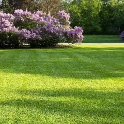 Świeżo skoszony trawnik z wyraźnymi pasami, obok kwitnące krzewy bzu w odcieniach fioletu, w tle drzewa.