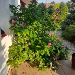 Krzew magnolia z różowymi kwiatami posadzony przy ścianie domu, z widocznymi opadłymi płatkami na brązowych płytkach tarasowych, w tle różnorodne krzewy i drzewa.