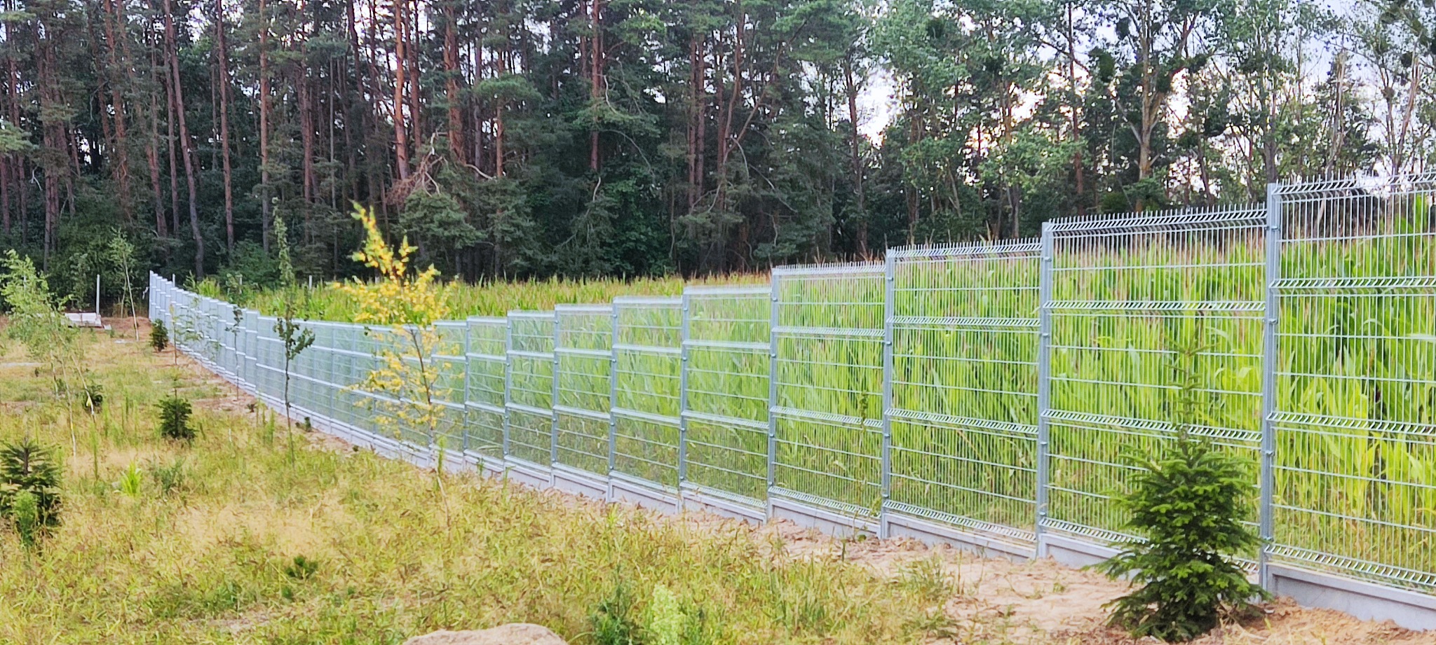Długa linia nowoczesnego, metalowego ogrodzenia z siatki panelowej, rozciągająca się wzdłuż granicy działki, z młodymi drzewkami zasadzonymi wzdłuż niej, z lasem w tle.