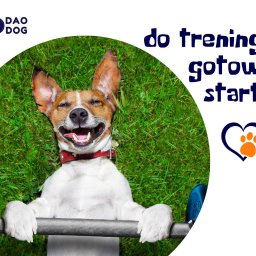 Wyprowadzanie psów Warszawa 1