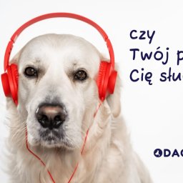 Wyprowadzanie psów Warszawa 3