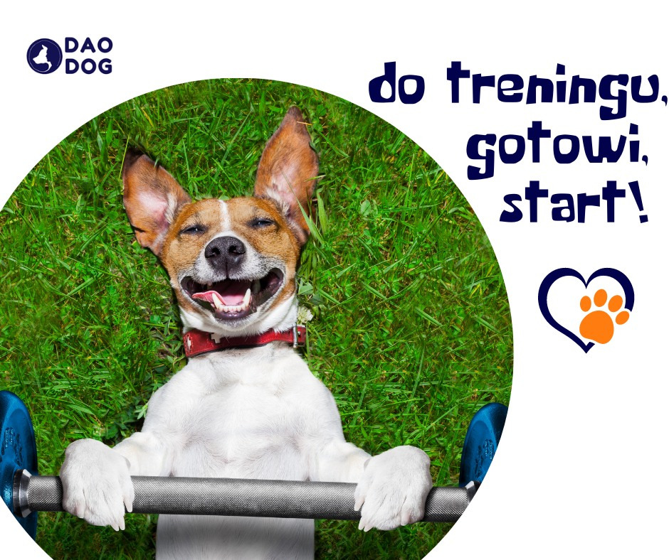 Uśmiechnięty pies rasy Jack Russell Terrier leży na trawie, trzymając sztangę, z tekstem 'do treningu, gotowi, start!' i logo DAO DOG