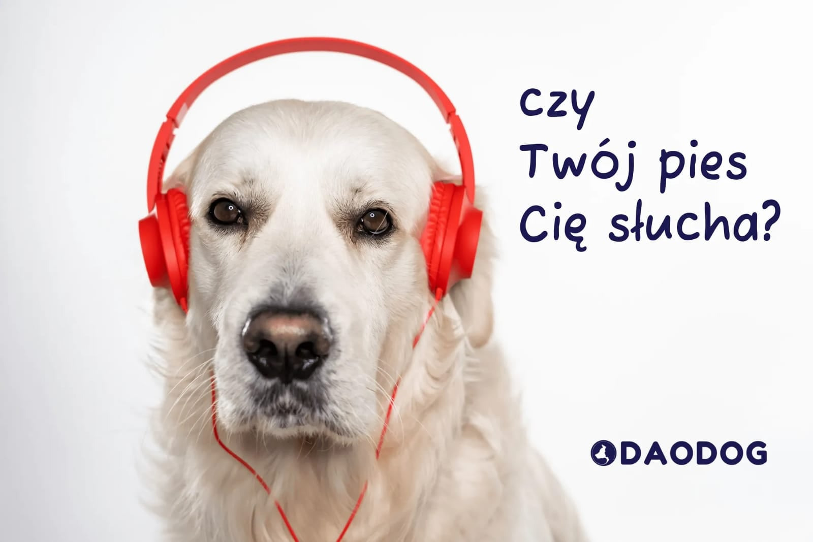 Portret białego psa z czerwonymi słuchawkami na głowie, obok napis 'Czy Twój pies Cię słucha?' i logo firmy ODAODOG.