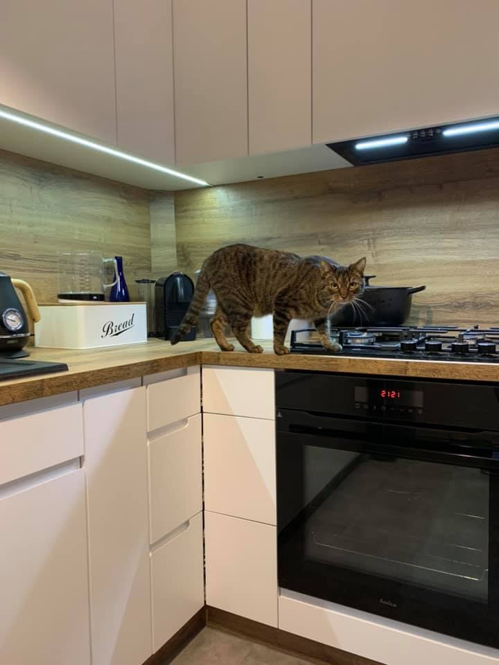 Kot tabby spaceruje po blacie drewnianej kuchni z białymi frontami, piekarnik w zabudowie, oświetlenie LED pod szafkami wiszącymi.