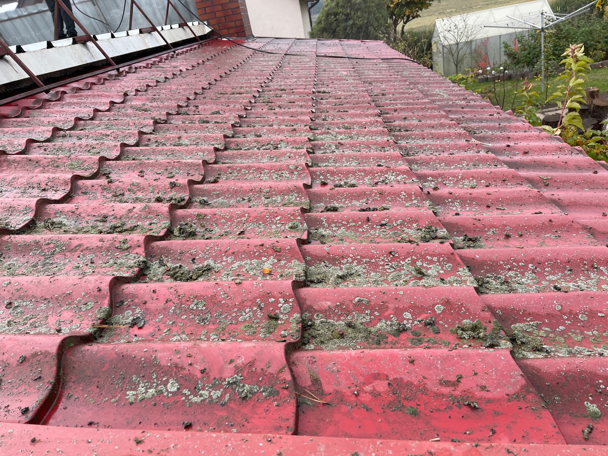 Czerwona dachówka falista silnie porośnięta mchem i porostami na dachu budynku w Ornecie, widziana z dołu pod kątem.