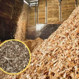 #zrębka leśna#zrębka tartaczna