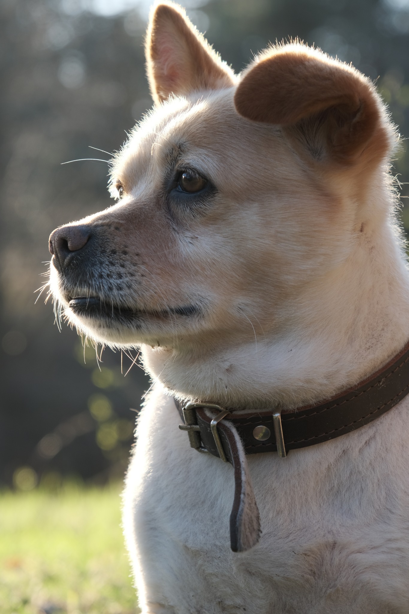 Portret psa rasy mieszanej z brązową obrożą na tle rozmytego zielonego otoczenia, oświetlonego przez promienie słoneczne padające z góry.
