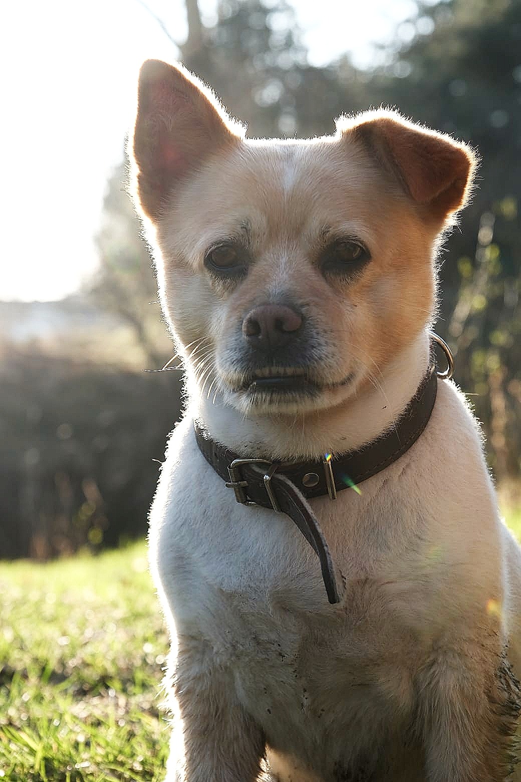 Portret psa rasy mieszanej z brązowym obrożą na zielonej trawie w słoneczny dzień, jedno ucho podniesione, spojrzenie skierowane wprost.