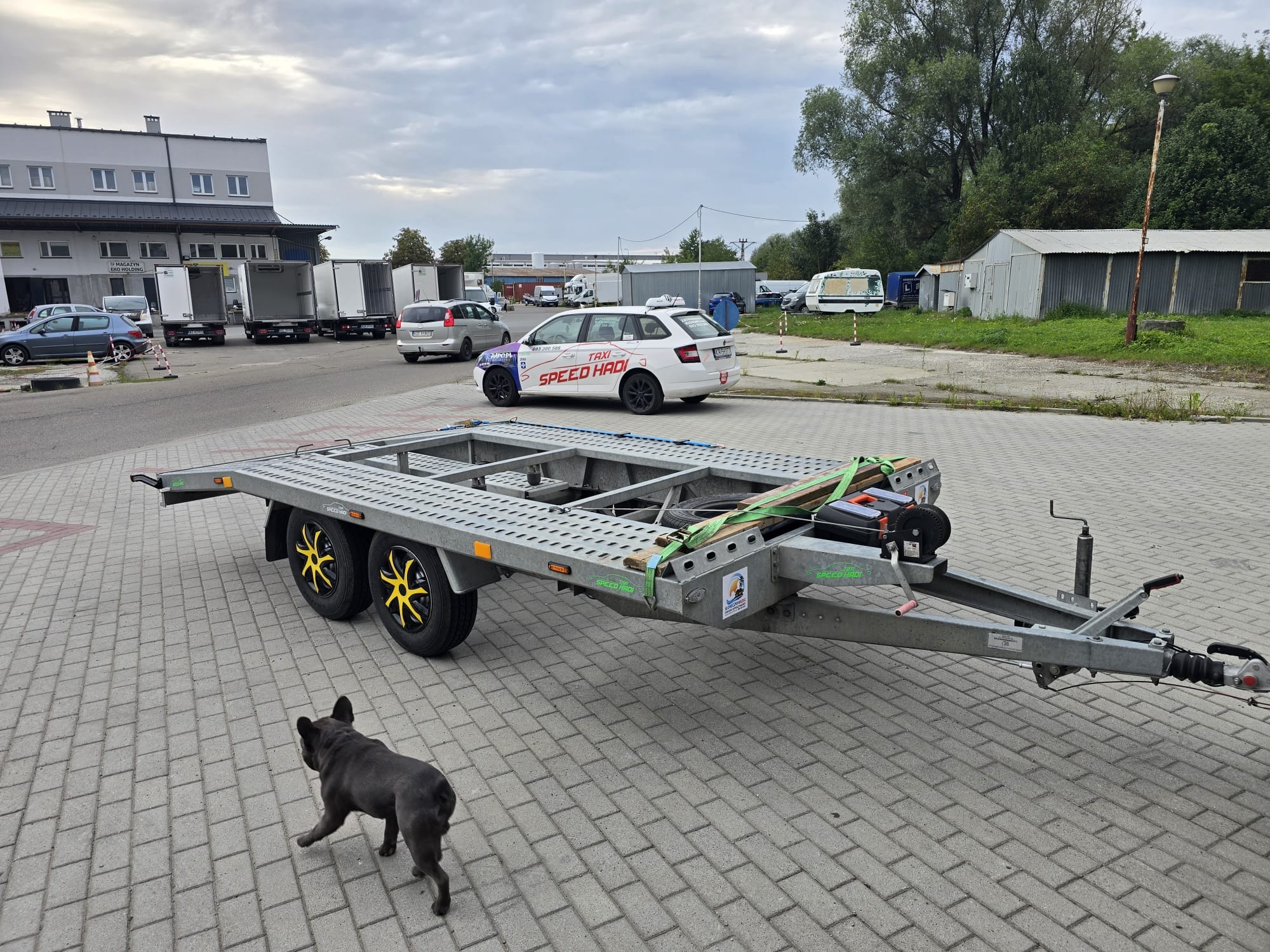 Pusta przyczepa samochodowa z żółtymi felgami na brukowanym placu, z psem rasy buldog francuski w pobliżu, w tle budynki i zaparkowane samochody.