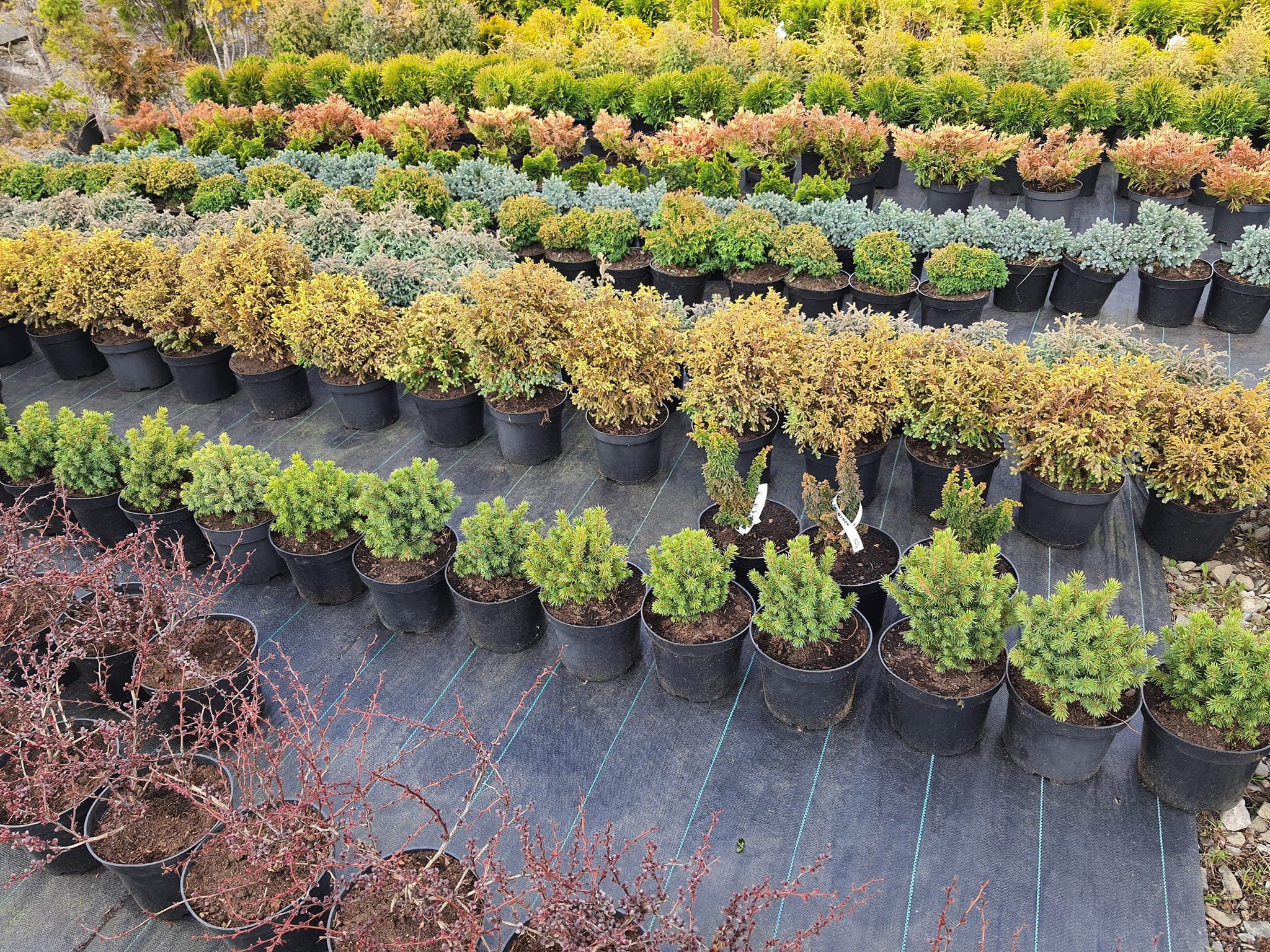 Rzędy różnorodnych krzewów iglastych i liściastych w czarnych donicach, ułożonych na czarnej macie szkółkarskiej z niebieskimi liniami, widok z góry.