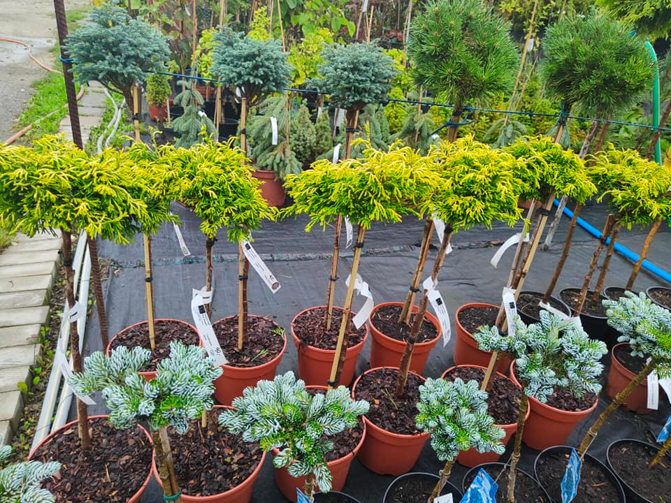 Różnorodne drzewka ozdobne w donicach, formowane w kuliste kształty, ustawione rzędami na czarnej folii w szkółce roślin.