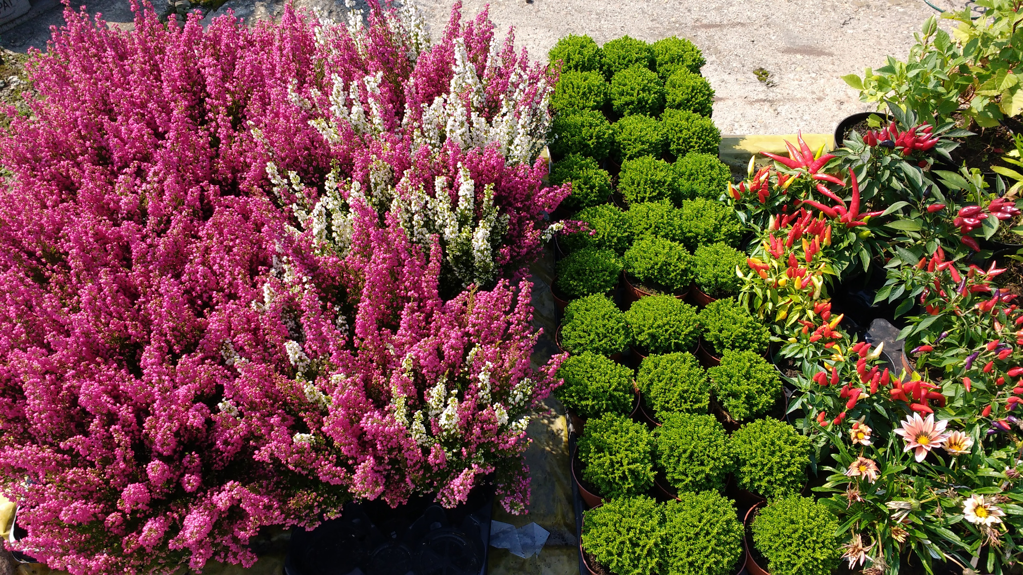 Różnokolorowe wrzosy obok rzędów małych, okrągłych krzewów w doniczkach oraz papryczek chili i gazanii w nasłonecznionym ogrodnictwie.