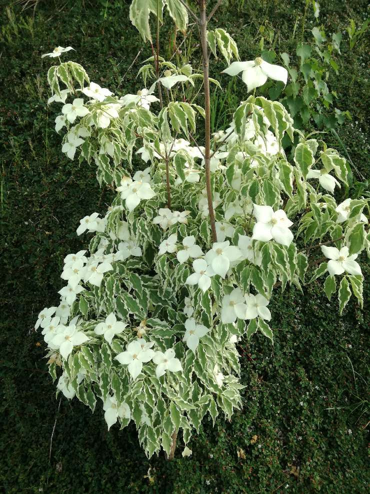 Krzew derenia kousa 'Variegata' z białymi kwiatami i zielono-białymi liśćmi na tle zielonego żywopłotu.