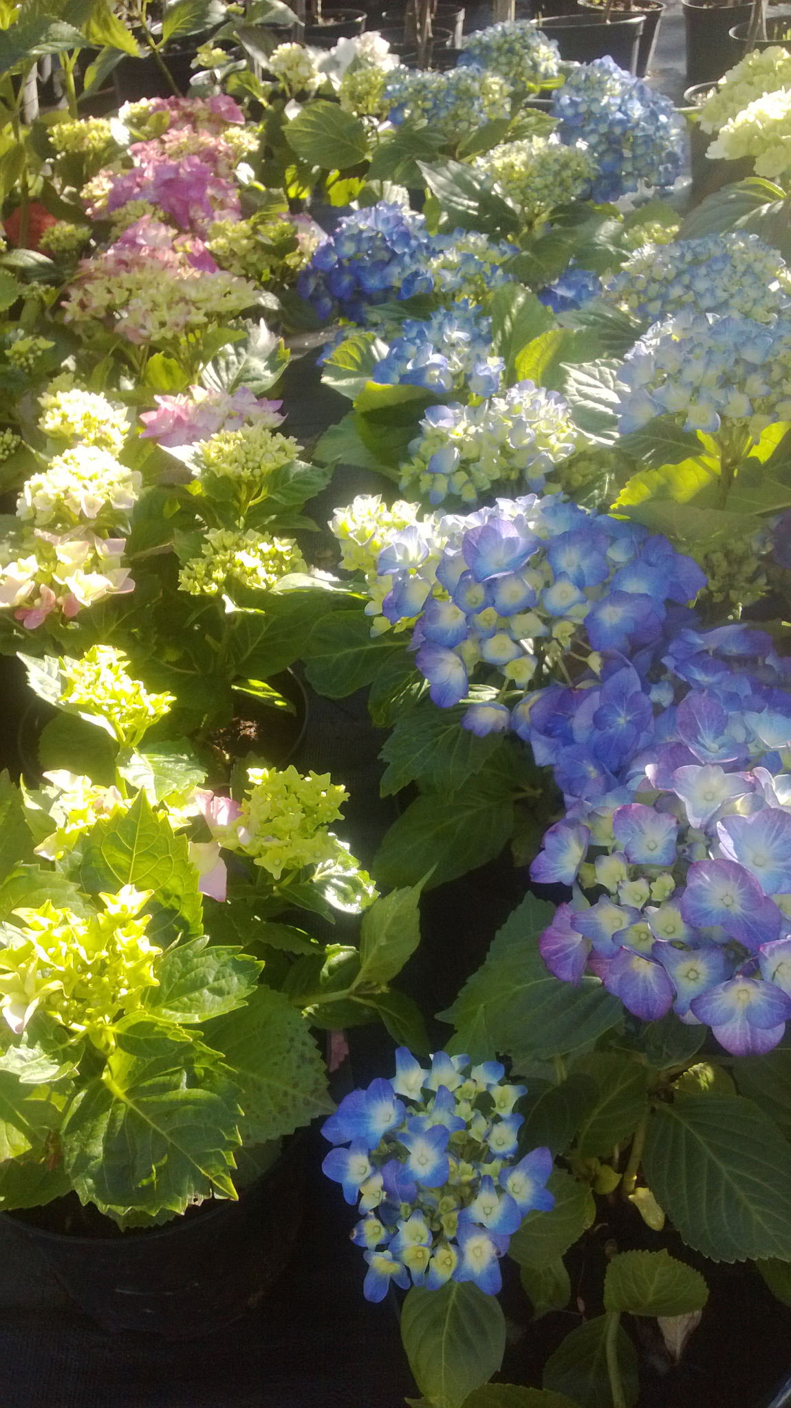 Różnokolorowe hortensje w doniczkach, odcienie fioletu, niebieskiego, różu i zieleni, ustawione rzędem, oświetlone słońcem.