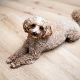 Bel-Pol partner Dekor. Podłogi Drzwi Panele Okna - Testy klasy ścieralności nowej kolekcji paneli winylowych :)