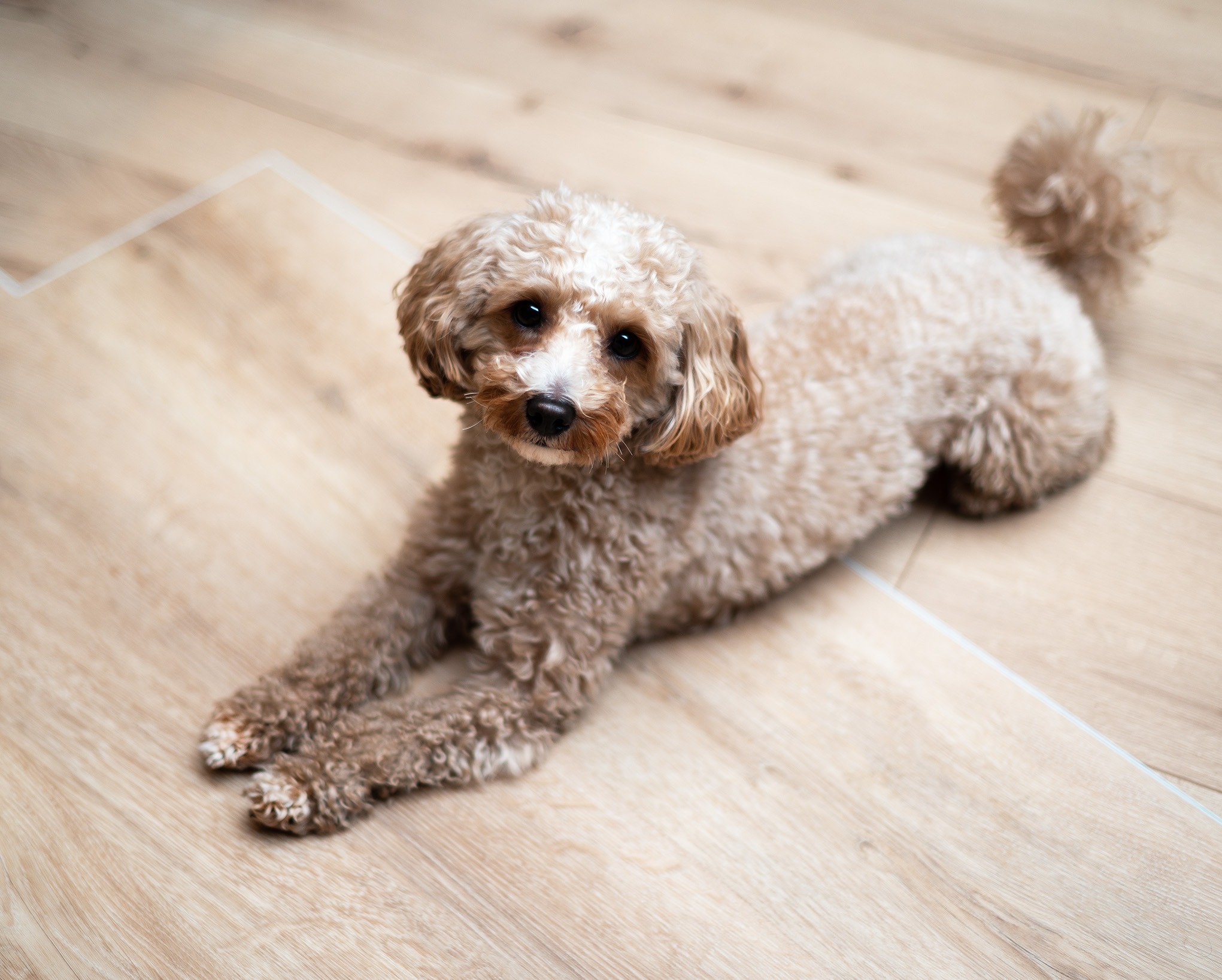 Testy klasy ścieralności nowej kolekcji paneli winylowych :)