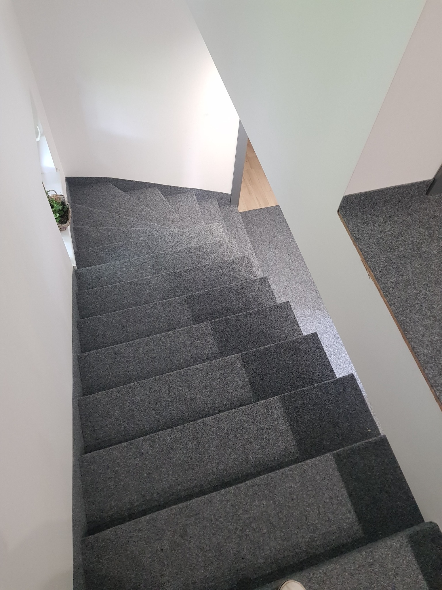 Schody wyłożone szarą wykładziną dywanową, widok z góry, przy ścianie doniczka z zieloną rośliną.
