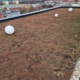 Fortis Marcin Wawrzeńczak - Zielony dach z rozchodnikiem i trzema białymi kulami dekoracyjnymi na tle miejskiego krajobrazu z budynkami mieszkalnymi.