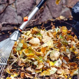 Grabie zagarniające stertę opadłych liści obok worka na śmieci, na tle kamiennego muru i suchych gałęzi.