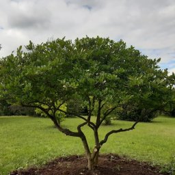 Magnolia stylizowana na bonsai.