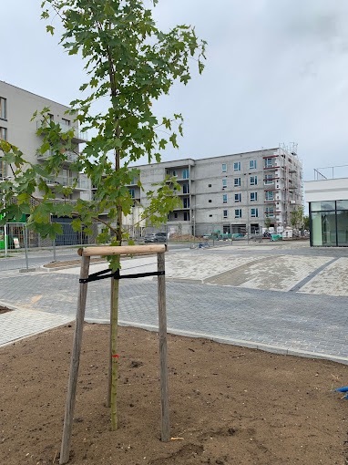 Młode drzewo zabezpieczone drewnianą konstrukcją na tle nowej kostki brukowej i budynku w stanie surowym.