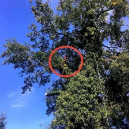 Pracownik w czerwonej koszulce zabezpieczony linami, wykonuje prace na wysokości w koronie rozłożystego drzewa, widok od dołu na tle błękitnego nieba.