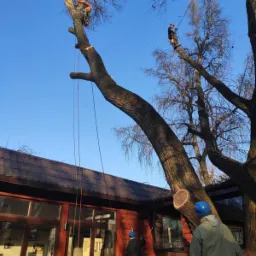 Dwóch arborystów na drzewie podczas wycinki gałęzi, jeden na górze drzewa, drugi na środku, trzeci mężczyzna w kasku na dole przy budynku obserwuje pracę.